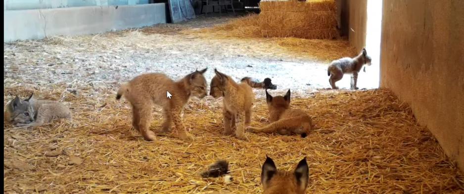 Castilla-La Mancha bate su récord de población de lince con 473 ejemplares gracias a que fue la Comunidad donde más cachorros nacieron en 2021, con 208 