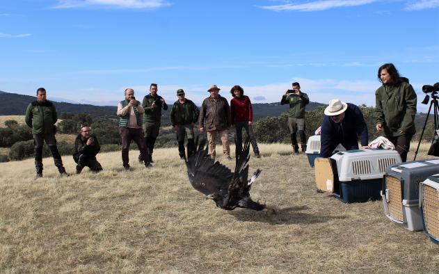 El Gobierno regional devuelve a los cielos de Sierra Morena a dos águilas imperiales ibéricas y dos águilas reales recuperadas en “El Chaparrillo”