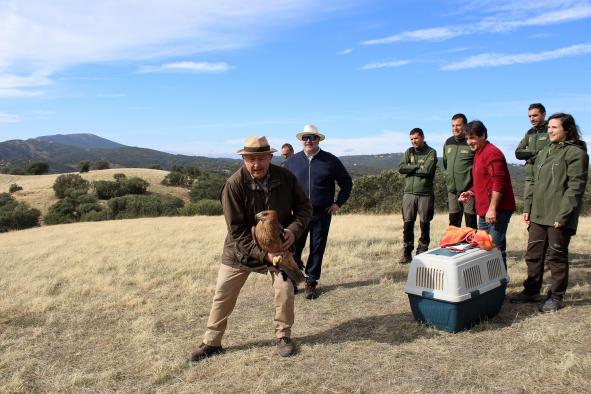 El Gobierno regional devuelve a los cielos de Sierra Morena a dos águilas imperiales ibéricas y dos águilas reales recuperadas en “El Chaparrillo”