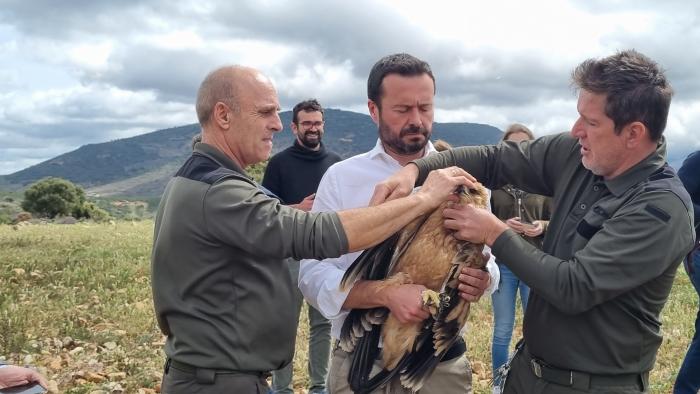 Castilla-La Mancha, región clave para la conservación del águila imperial ibérica a nivel mundial con 396 parejas, el 47 por ciento de la población de la especie