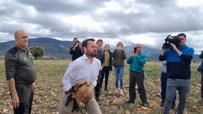 Castilla-La Mancha, región clave para la conservación del águila imperial ibérica a nivel mundial con 396 parejas, el 47 por ciento de la población de la especie