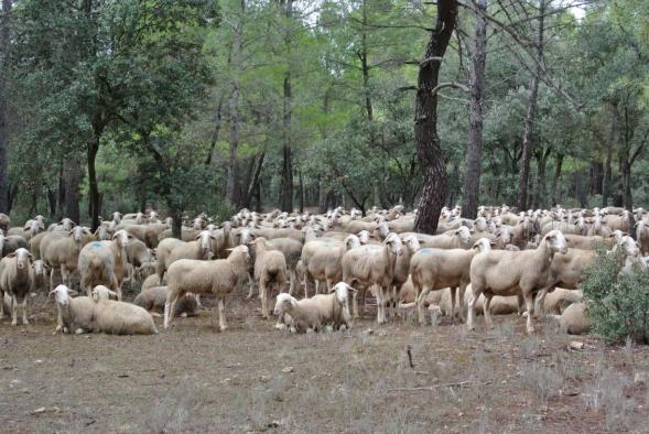 Castilla-La Mancha abonará este mes 19,5 millones de euros a 6.000 ganaderos para compensar los efectos de la guerra de Ucrania