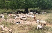 Mañana se publica una nueva resolución que modifica las zonas de protección y vigilancia frente a la viruela ovina y caprina