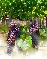 Programa INNOVA en el sector vitivinícola
