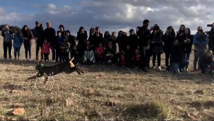 El Gobierno regional consolida la presencia del lince ibérico en Castilla-La Mancha y reintroduce el último ejemplar del proyecto ‘Life Lynx Connect’ en Sierra Morena oriental