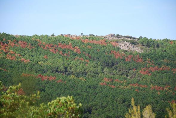 Sanidad forestal Sanidad forestal