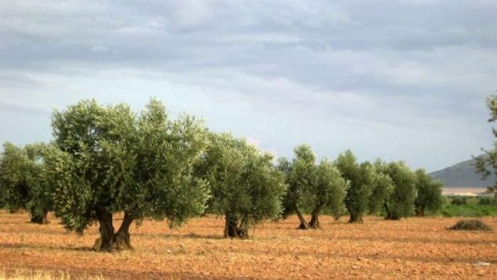 El Gobierno regional ha abonado más de 7,3 millones de euros en ayudas a 623 olivicultores toledanos de olivar afectadas por `Filomena´